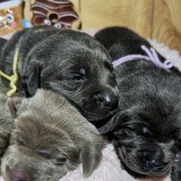 Dilute Retriever Puppies from Longoria's Labrador Retrievers