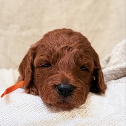 Girl 2 - Red  female Goldendoodle puppy in Sacramento, California from Golden doodles  Lovers