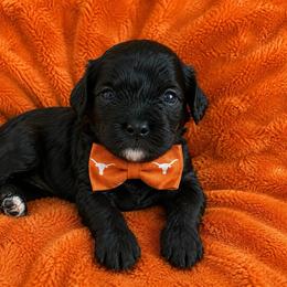 Clark - Superman - Black and white male Cavapoo puppy in Austin, Texas from Haus of Doodles