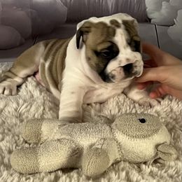 Bulldog Puppies from Sweet Rolls