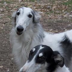 Borzois from Ravenna Borzoi