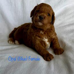 Opal - Red  female Goldendoodle puppy in De Pere, Wisconsin from Kinzor Kennels