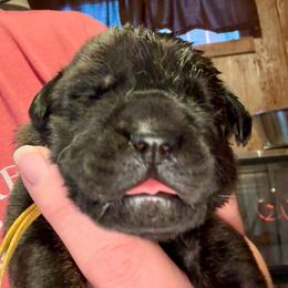 Newborn - Brindle female Mastiff puppy in Carthage, Missouri from Mama’s Mastiffs