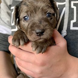 Aussiedoodle and Leopardoodle Puppies from A Puppy Crush