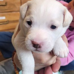 White boy - White Jack Russell Terrier puppy in Emmett, Idaho from Marvel Lane Jack Russell Terriers