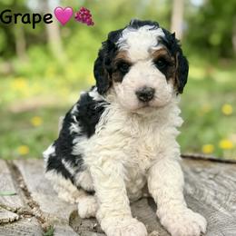 Grape - Tri-color female Bernedoodle puppy in Lancaster, Minnesota from Richardville Hunde