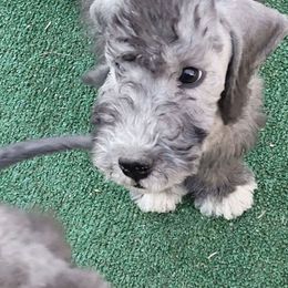 Poppy - Blue Bedlington Terrier puppy in Yucca Valley, California from Brokenstone Bedlingtons