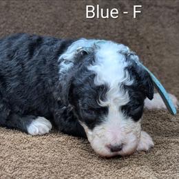 Brie ( tiny girl) - Black and white female Sheepadoodle puppy in Seaman, Ohio from Ohio Valley Sheepadoodles