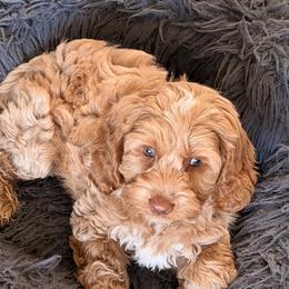 Australian Labradoodles and Labradoodles from Shelly Lynn