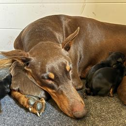 Doberman Pinscher Puppies from Dobie Sunrise
