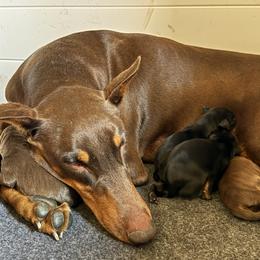 Doberman Pinscher Puppies from Dobie Sunrise