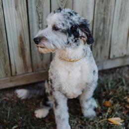 Willow - Bernedoodle