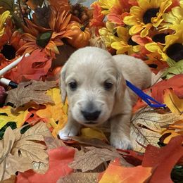 Blue Collar - Red male Dachshund puppy in Belfair, Washington from Devoted Doxies, Lorraine’s Yorkies