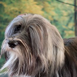 Joy - Havanese