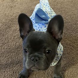 French Bulldog Puppies from FOSTERS FRENCHIES