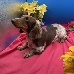 Maizy - Dachshund