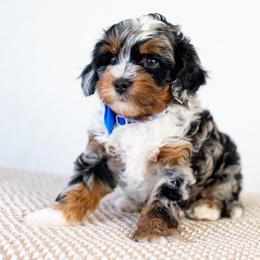 Cobalt - Blue merle male Bernedoodle puppy in Concord, California from Golden State Good Dogs