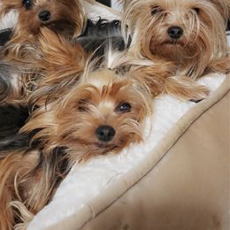 Yorkshire Terrier Puppies from Jazmin Petruchik
