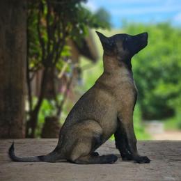 Pig Pig - Fawn sable female Belgian Malinois puppy in Elizabethton, Tennessee from Forever Family K9