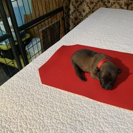 Belgian Malinois Puppies from Akadamie Belgian Malinois'
