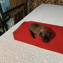 Belgian Malinois Puppies from Akadamie Belgian Malinois'