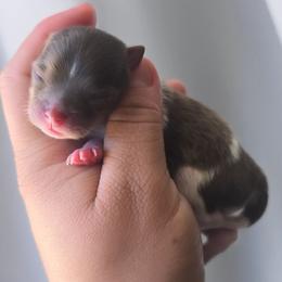 Victor - Chocolate parti male Pomeranian puppy in Los Angeles, California from Pommies of LA