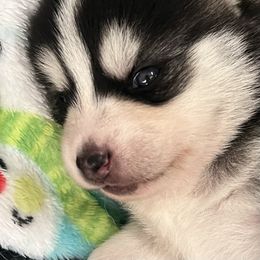 Pomsky Puppies from Zoeys Little Pomsky