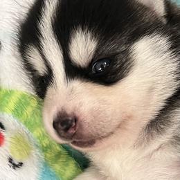 Pomsky Puppies from Zoeys Little Pomsky