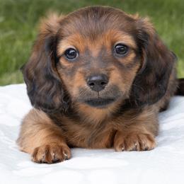 Ben - Red male Dachshund puppy in Boswell, Indiana from Golden Moose Homestead
