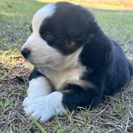 Fern - Black tri female Miniature Australian Shepherd puppy in Daytona Beach, Florida from Underhill Aussies