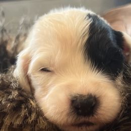 Boy 1 - Gray and white Old English Sheepdog puppy in Syracuse, Indiana from Ridgeruns OES