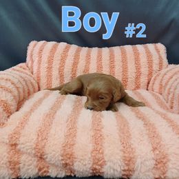 Goldendoodle Puppies from Georgetown designer dogs and purebred puppies