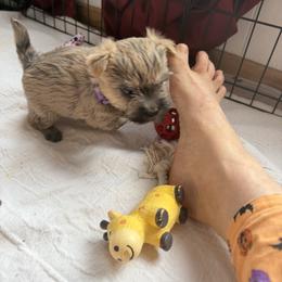 Boy 7 - male Cairn Terrier puppy in Terrebonne, Oregon from Central Oregon Cairn Terriers