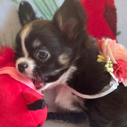Socks - Black and tan female Chihuahua puppy in Mills River, North Carolina from Chosen Chihuahuas