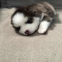 Oreo - Black and white female Pomsky puppy in West Sacramento, California from Pinkie's Pomskies