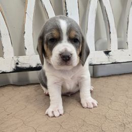 Black - Blue tan and white male Beagle puppy in Henefer, Utah from Lazy G Kennels