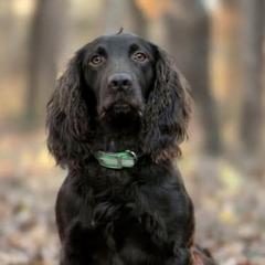 Boykin Spaniels from Lake Lands Boykin Spaniels