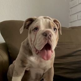 Buddy - Bulldog puppy in California from Socal G Bulldogs