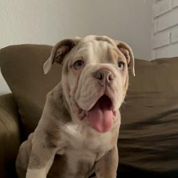 Buddy - Bulldog puppy in California from Socal G Bulldogs