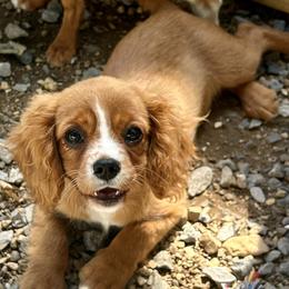 Pickle - Ruby female Cavalier King Charles Spaniel puppy in Tahlequah, Oklahoma from Love Some Dogs Dachshunds & Cavalier King Charles Spaniels,Cavapoos