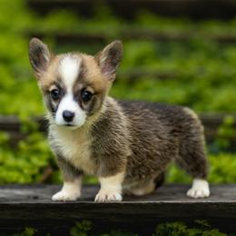 Dash - Sable male Pembroke Welsh Corgi puppy in Narvon, Pennsylvania from Corgi Companions