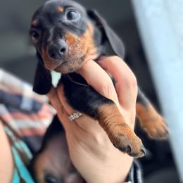 Stripe (orange male) 2887.7 - Black and tan male Dachshund puppy in Loris, South Carolina from Dogwood Mountain Dachshunds