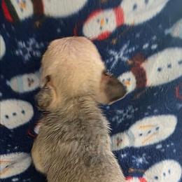 Axel - Fawn male French Bulldog puppy in Manchester, Iowa from Stogdill's Baby Bullies