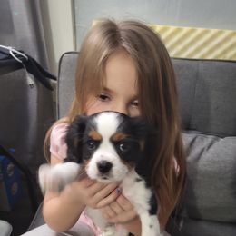 Cavalier King Charles Spaniel Puppies from Penny's from Heaven