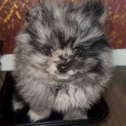 Ash - Blue merle Pomeranian puppy in Los Angeles, California from AMAYSING Pups