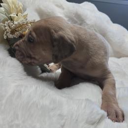 Ash - Merle male Great Dane puppy in Albany, Oregon from Red Cloud Australian Shepherds and DeGray Great Danes & Bulldogs