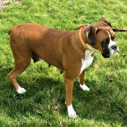 Silver - Boxer
