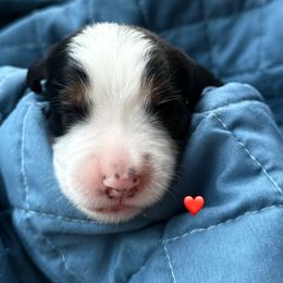 Red puppy - Black rust and white male Bernese Mountain Dog puppy in Blacksburg, Virginia from Blacksburg Berners
