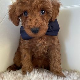 Everette - Poodle puppy from My Poodle Bears