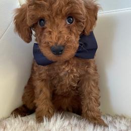Everette - Poodle puppy from My Poodle Bears